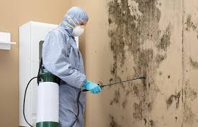 Reliable East Pasadena, CA Mold Prevention & Removal  Solutions